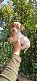 Jack russell nani a zampa corta