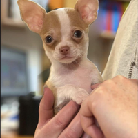 Chihuahua dai due mesi in su