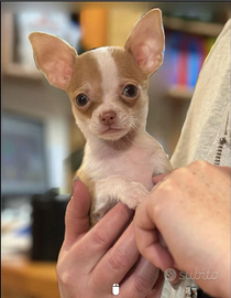 Chihuahua dai due mesi in su