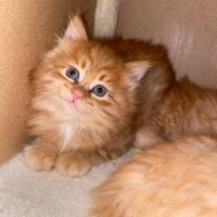 Cucciole ROSSE siberiane certificate con pedigree