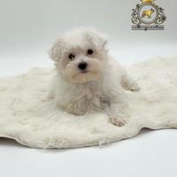 Dolcissimi cuccioli Maltese