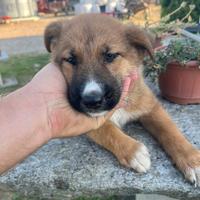 Cucciola di taglia media