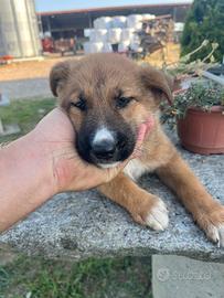 Cucciola di taglia media