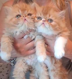 Gatti persiani