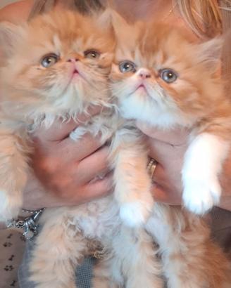 Gatti persiani