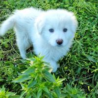 Cuccioli maremmani.60 giorni