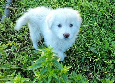 Cuccioli maremmani.60 giorni
