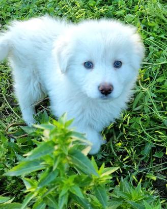 Cuccioli maremmani.60 giorni