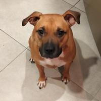 Operaio categorie protette