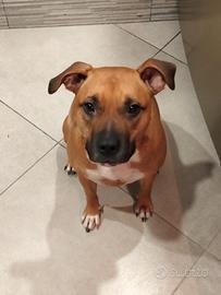 Operaio categorie protette