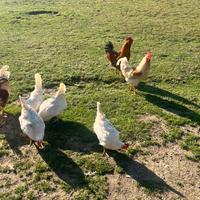 Galline ovaiole e Galli