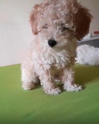 Barboncino nano
