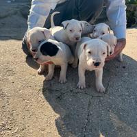 Dogo argentino