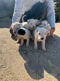 Dogo argentino