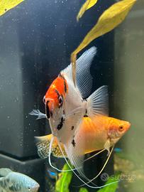 Pesce scalare