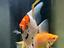 Immagine 1