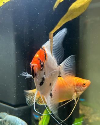 Pesce scalare