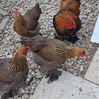 Galline e gallo Brahma