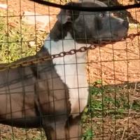 American pitbull terrieri