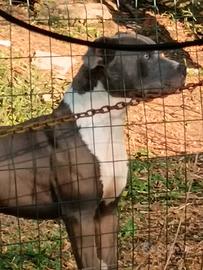 American pitbull terrieri