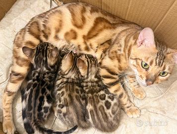 Gatti bengala originali