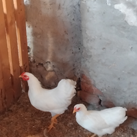 Galli e galline