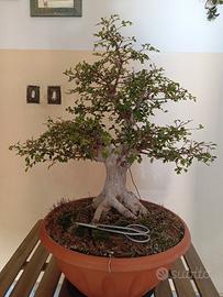 Bonsai,PreBonsai, Olmo Cinese 