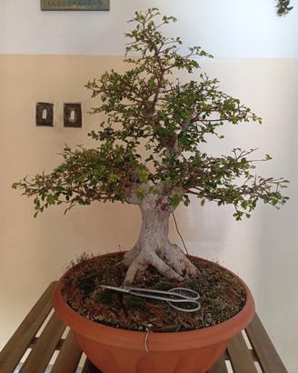 Bonsai,PreBonsai, Olmo Cinese 