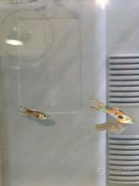 Pesci acquario Guppi Endler puri