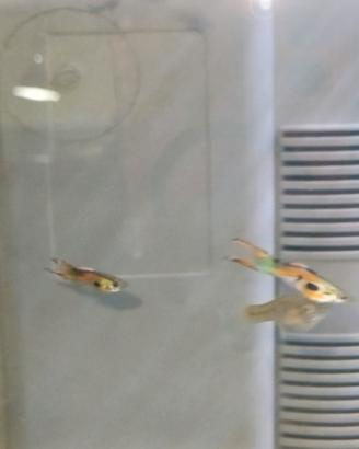 Pesci acquario Guppi Endler puri