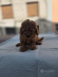 orsetti mini toy 