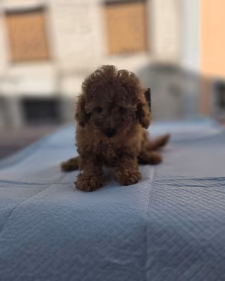 orsetti mini toy 