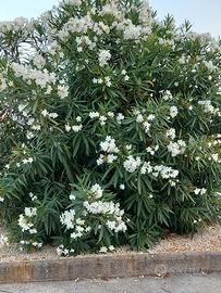 Piante di oleandro bianco in vaso 7x7