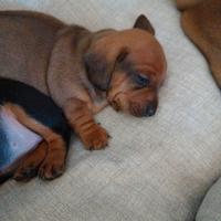 Cuccioli di bassotto taglia nana