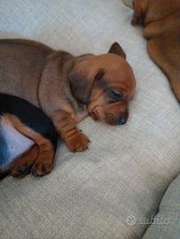 Cuccioli di bassotto taglia nana