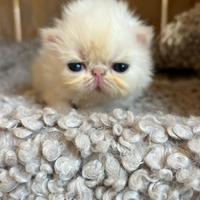 Gatto persiano cuccioli