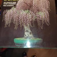 4 Libri Bonsai in Inglese 