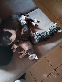 Cuccioletti di gattini