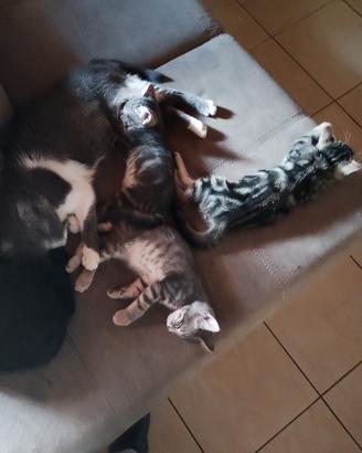 Cuccioletti di gattini