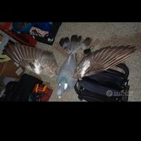 Colombaccio ali rotanti 