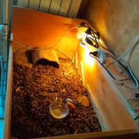 Terrario x Tartarughe da Terra con rotelle 