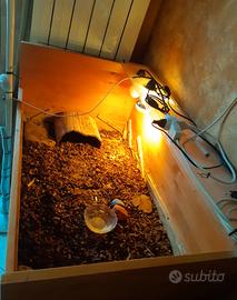 Terrario x Tartarughe da Terra con rotelle 