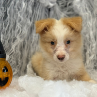 Border collie con pedigree finanziabili