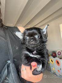 Chihuahua