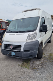 Ducato frigo con atp