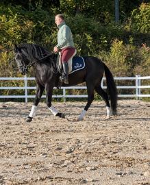 Cavallo luaitnao castrone