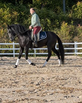 Cavallo luaitnao castrone