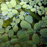 piante acquario crescita veloce