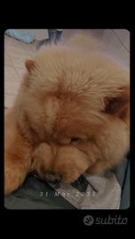 Chow chow