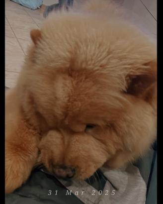 Chow chow